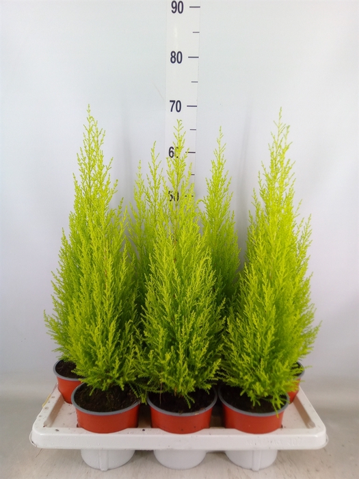 <h4>Cupressus macro. 'Goldcrest Wilma'</h4>