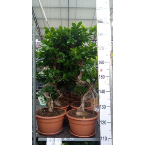 Ficus microcarpa 'Ginseng'