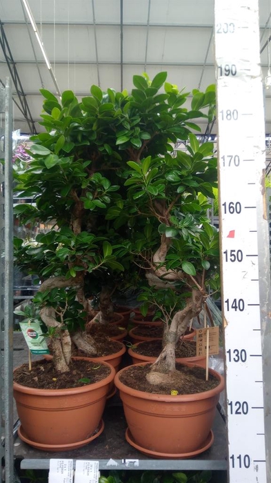 <h4>Ficus microcarpa 'Ginseng'</h4>