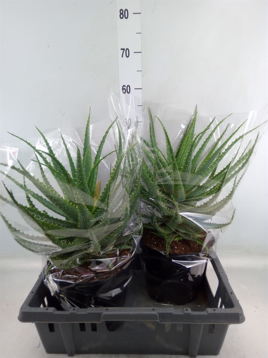 <h4>Aloe arborescens</h4>