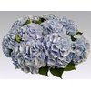Hydrangea verena blue