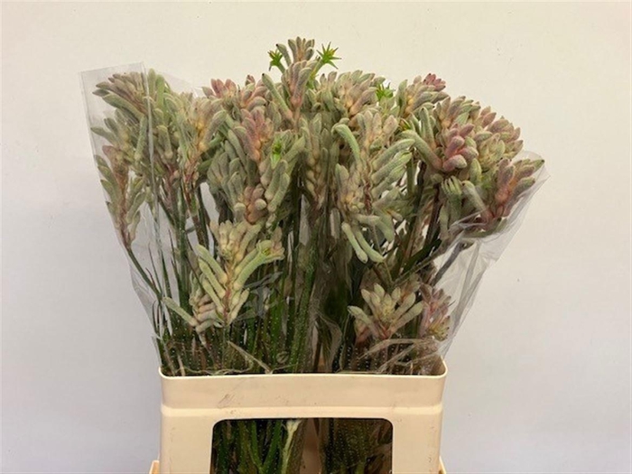 Anigozanthos Bush Diamond Grey