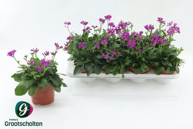 <h4>Arabis C Rosea</h4>