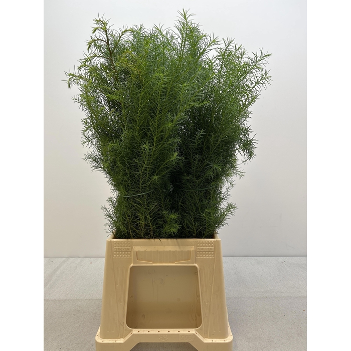 <h4>CRYPTOM J ELEGANS PB</h4>