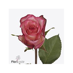 Rosa large spark condor