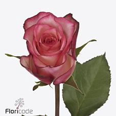 <h4>Rosa large spark condor</h4>