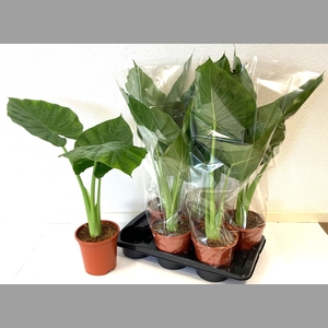 ALOC MACRORRHIZOS