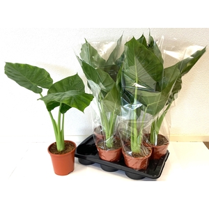 ALOC MACRORRHIZOS
