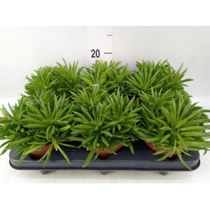 Peperomia ferreyrae 'Happy-Bean'
