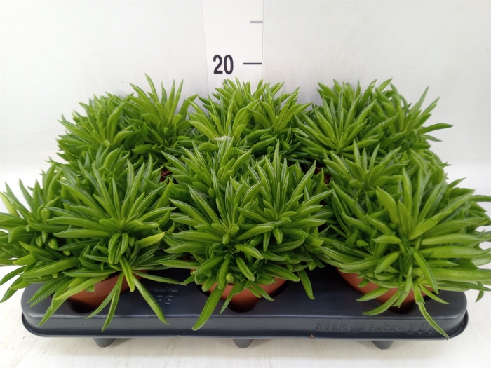 <h4>Peperomia ferreyrae 'Happy-Bean'</h4>