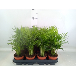 Chamaedorea elegans