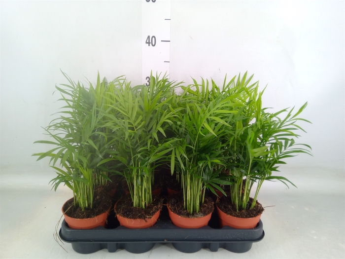 <h4>Chamaedorea elegans</h4>