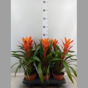 Guzmania  'Variada'