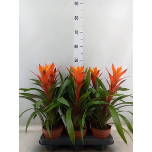 Guzmania  'Variada'