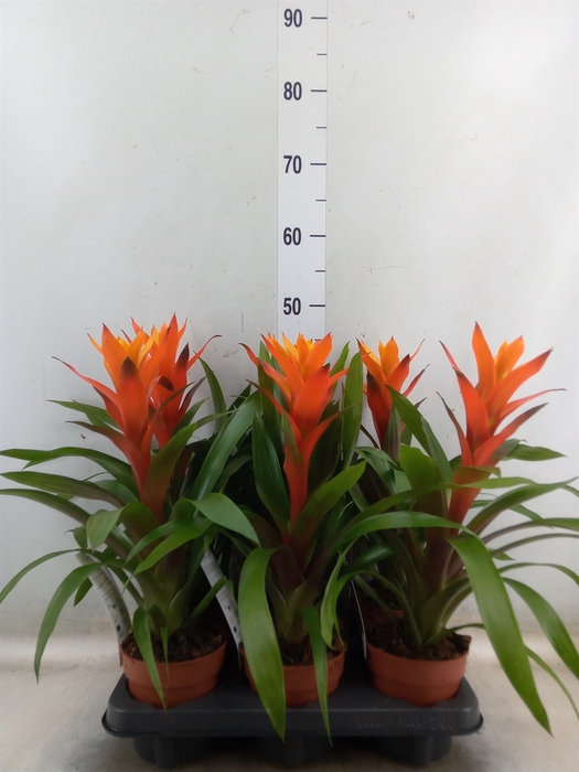 <h4>Guzmania  'Variada'</h4>