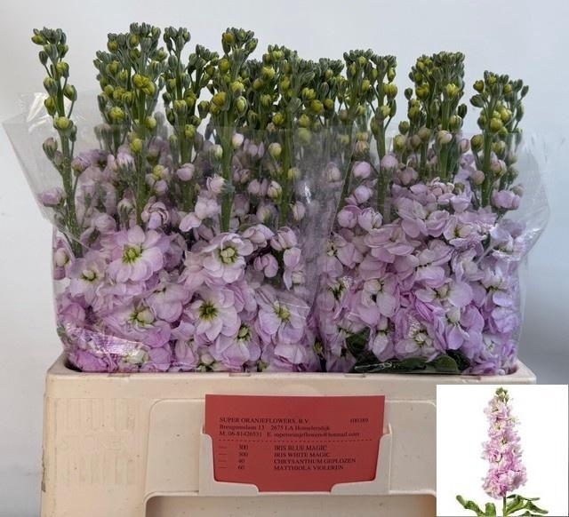 <h4>MATTH MATHILDA PINK</h4>