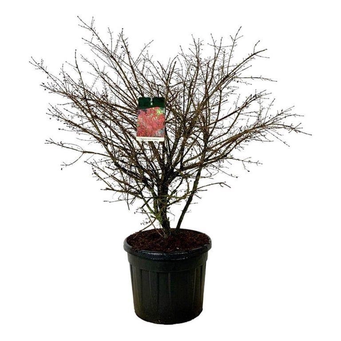 <h4>Euonymus alatus 'Compactus'</h4>