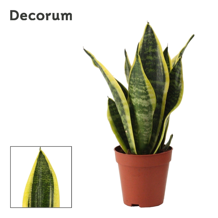 <h4>Sansevieria Superba 9 cm (Decorum)</h4>