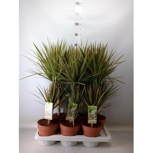 Dracaena marg. 'Bicolor'