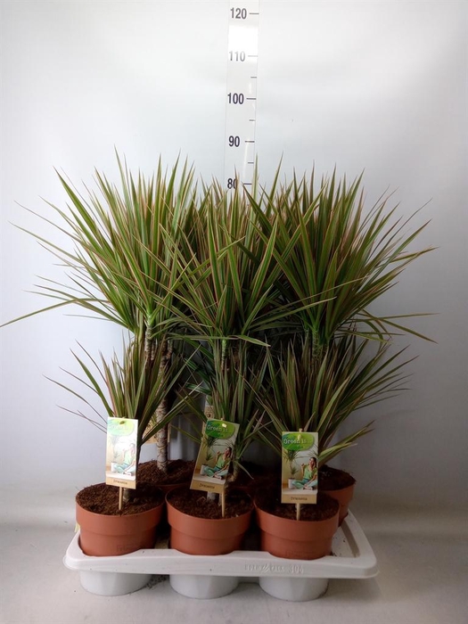 <h4>Dracaena marg. 'Bicolor'</h4>
