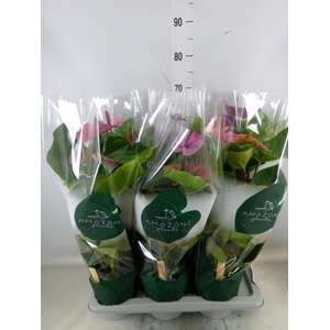 Anthurium andr. 'Cavalli'