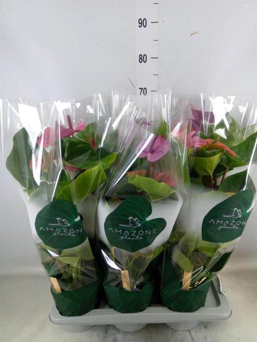 <h4>Anthurium andr. 'Cavalli'</h4>