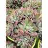 Echeveria gemengd
