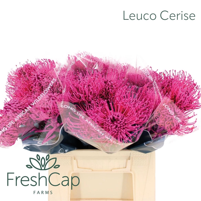 <h4>Leuco Cerise</h4>