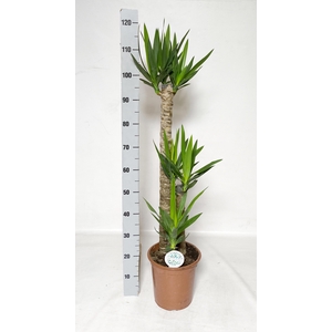 YUCCA