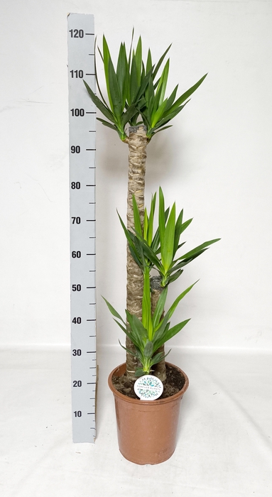 <h4>YUCCA</h4>