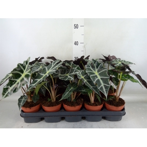 Alocasia amazonica 'Polly'
