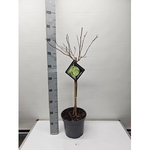 Hydrangea paniculata 'Limelight' op stam - 23 cm