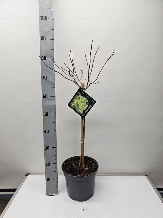 <h4>Hydrangea paniculata 'Limelight' op stam - 23 cm</h4>