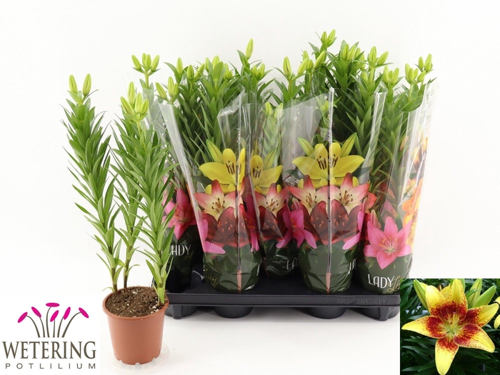 <h4>LIL AS TINY NUGGET</h4>