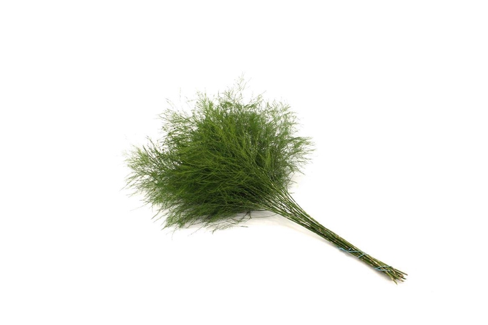 <h4>Treefern WBE</h4>