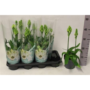 ** Ornithogalum Thyrsoi 2 + * Spring Deal *