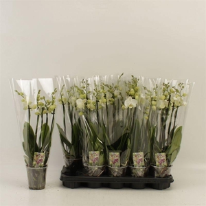 PHAL AN INVERNESS