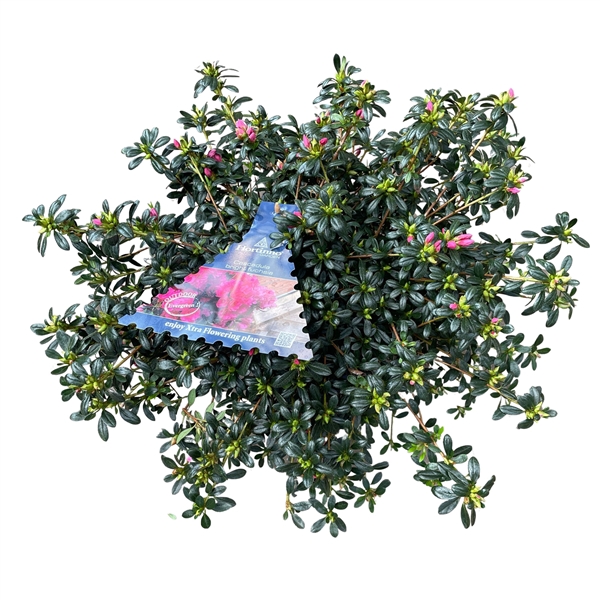 <h4>Azalea Japonica Hortinno P19 'Cascadula bright fuchsia'</h4>