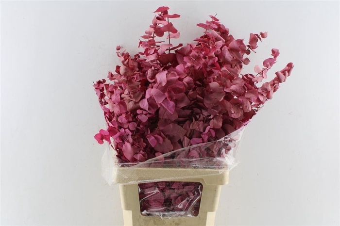 <h4>Euca Stuartiana Stab. Cerise</h4>