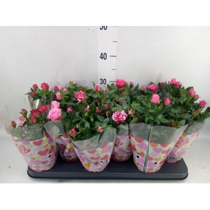 Rosa  'Star Roses'   ...mix