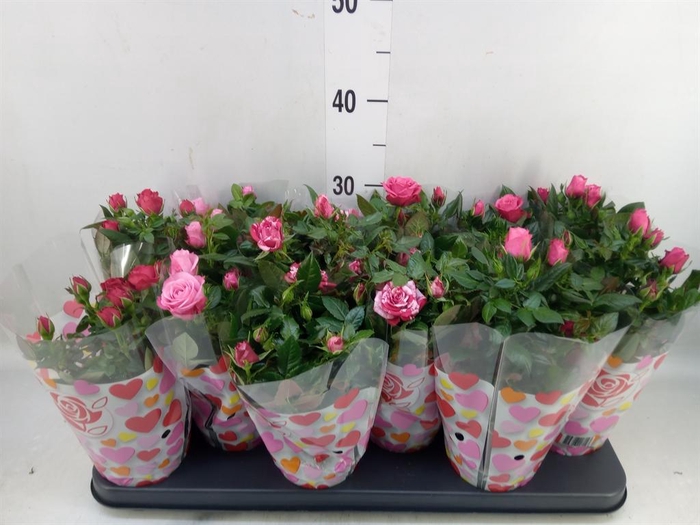 <h4>Rosa  'Star Roses'   ...mix</h4>