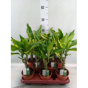 Dracaena frag.   ...mix 3
