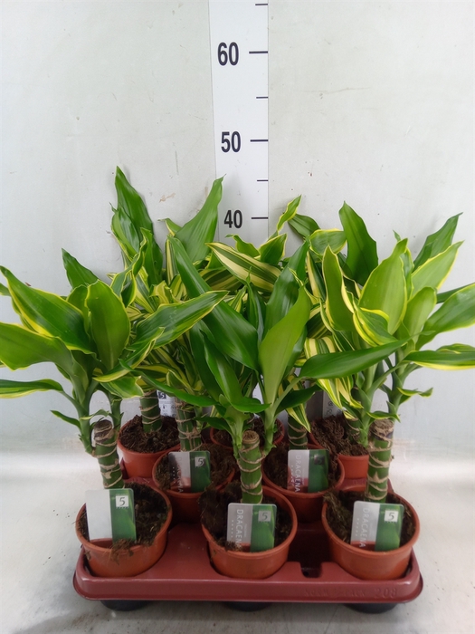 <h4>Dracaena frag.   ...mix 3</h4>