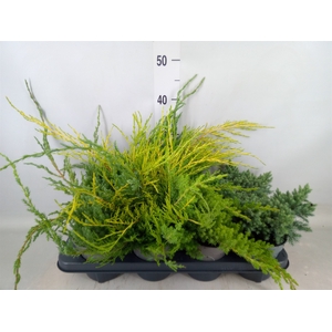 Juniperus   ...