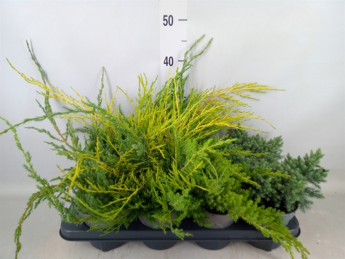 <h4>Juniperus   ...</h4>