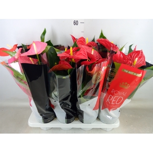 Anthurium   ...mix