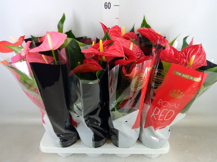 <h4>Anthurium   ...mix</h4>