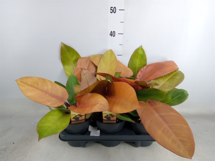 <h4>Philodendron  'Prince Of Orange'</h4>