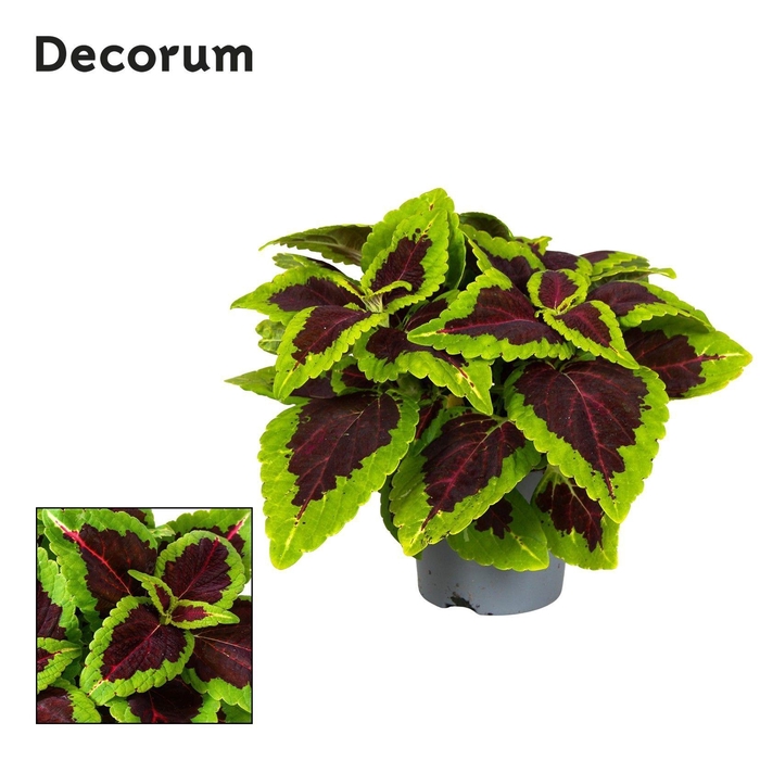 <h4>Coleus Alligator Alley Decorum</h4>