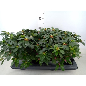 Rhododendron sim. 'Himalaya'